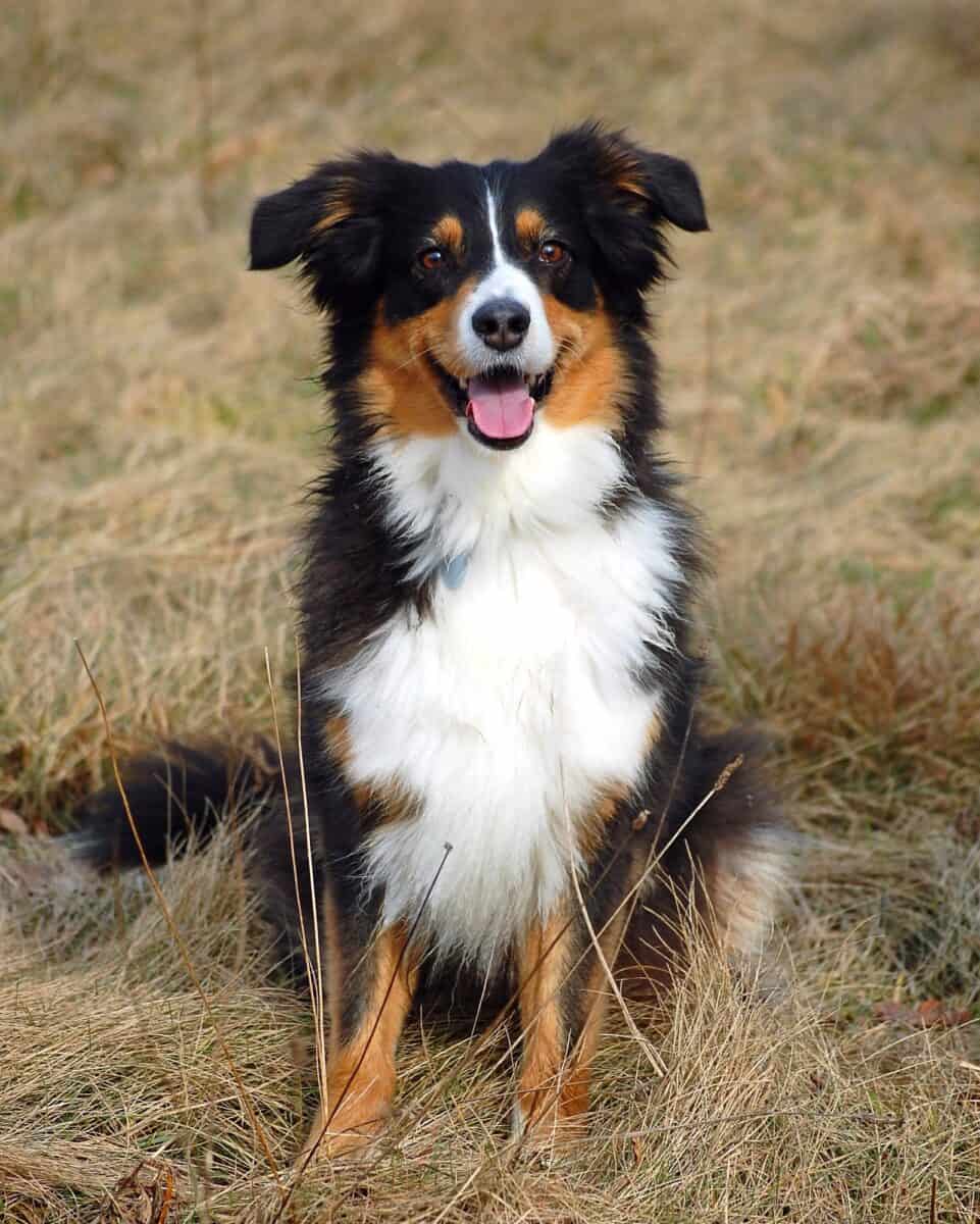 Berger australien noir : Un guide complet des Aussies noirs �?? Berger Australien